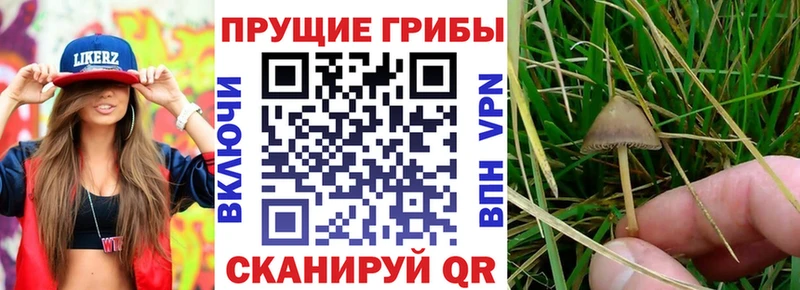 Псилоцибиновые грибы GOLDEN TEACHER Похвистнево